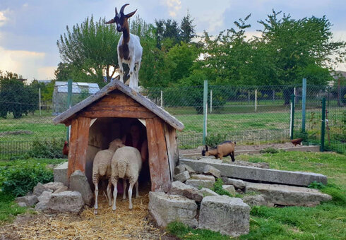 Spielplatz mit tierischen Begleitern