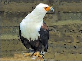 Schreiseeadler
