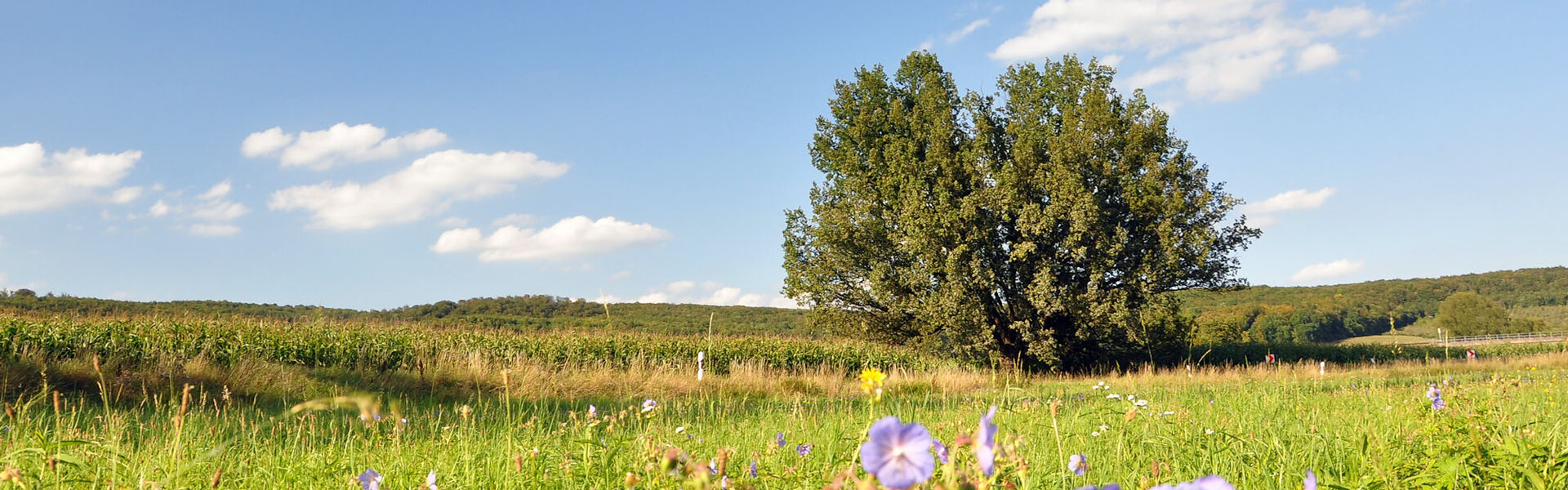 Landschaft im Grabfeld