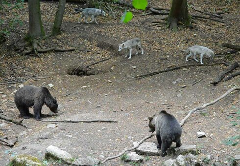 Alternativer Bärenpark