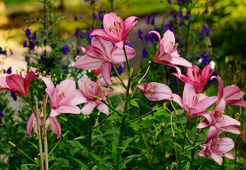 Blumen am Haus