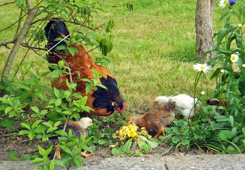 Hühner bei uns im Garten