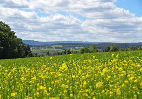 Landschaft bei Plaue