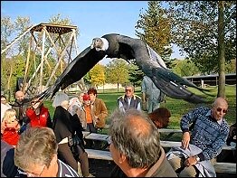 Der Andenkondor im Flug