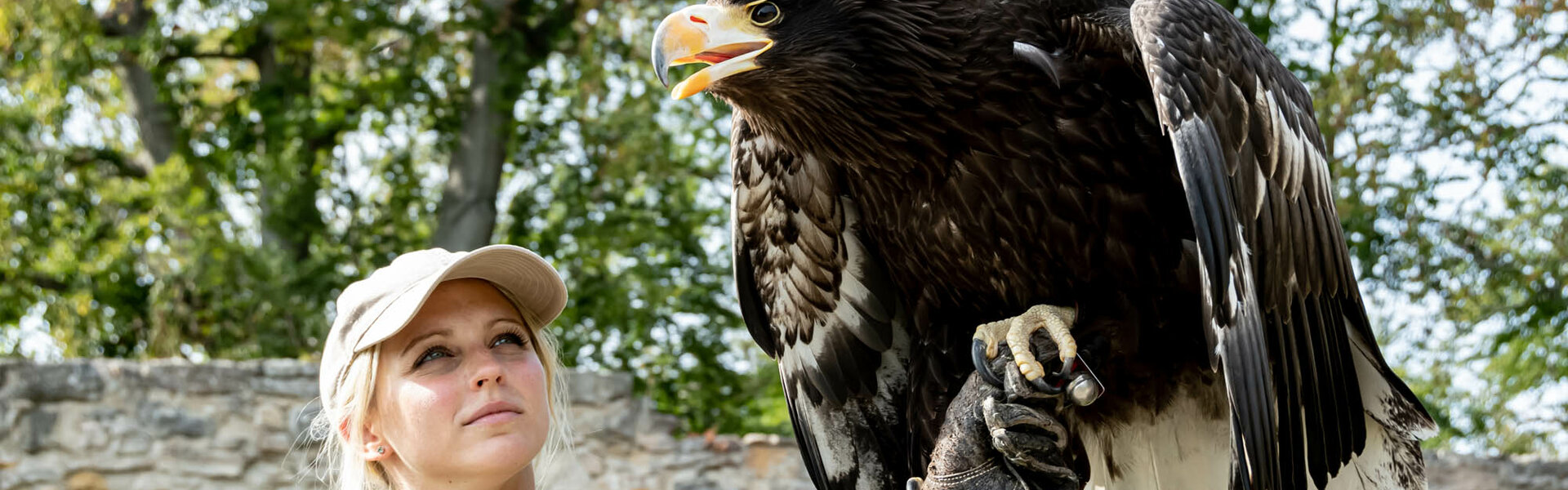 Falknerei Burg Greifenstein