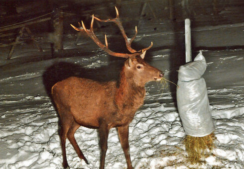 Wildfütterung im Winter