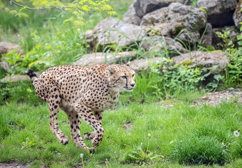 Gepard