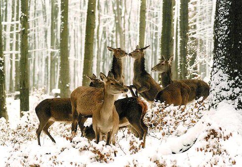 Wildbeobachtung im Winter
