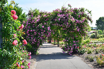 Rosengarten in Bad Langensalza
