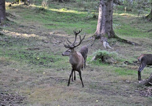 Wildtierbeobachtung im Thüringer Wald