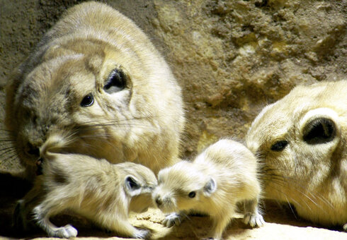 Gundi