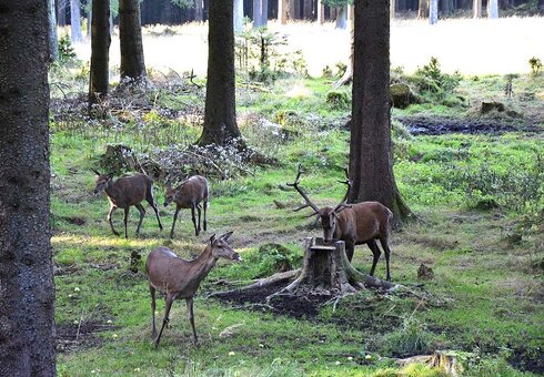 Wildtierbeobachtung im Thüringer Wald