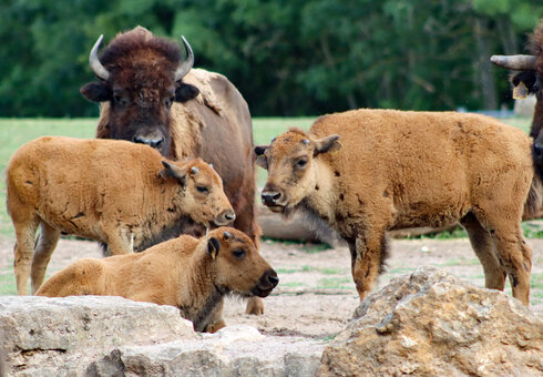 Bisons