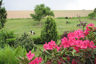Blick in den Garten