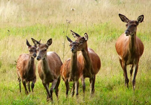Rudel Rehe