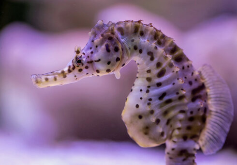 Erlebnispark Meeresaquarium