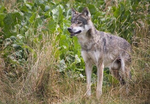 Wolf