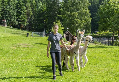Alpakas am Hotel Waldmühle