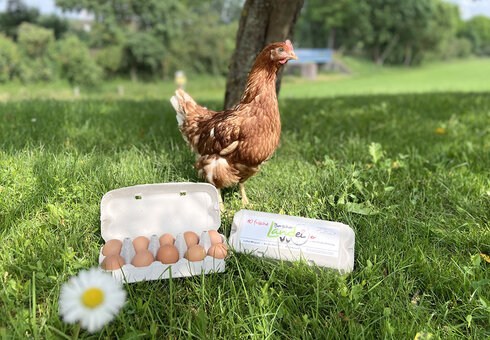 glückliches Huhn mit Bio-Eiern