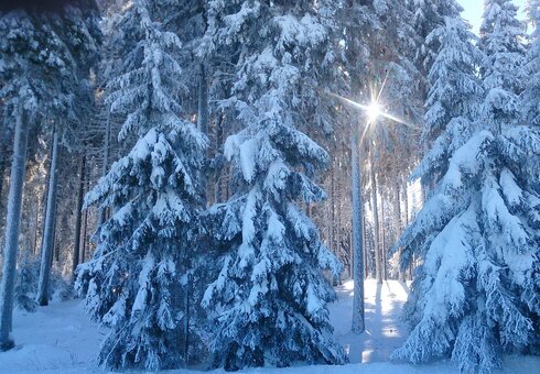 Winter im Thüringer Wald