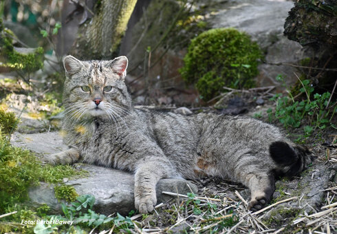 Wildkatzendorf Hütscheroda