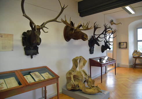Naturhistorisches Museum