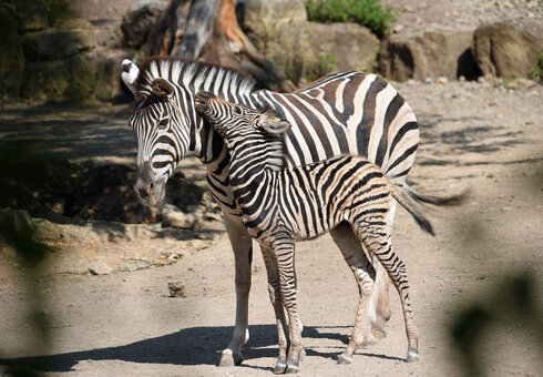 Zebras