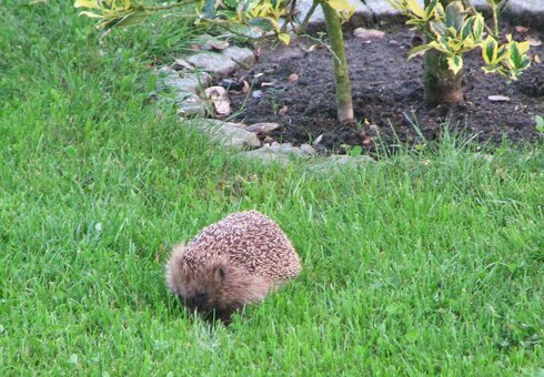 Der Igel schleicht durch den Garten