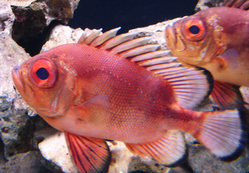 Erlebnispark Meeresaquarium