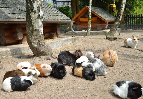 tierische Mitbewohner