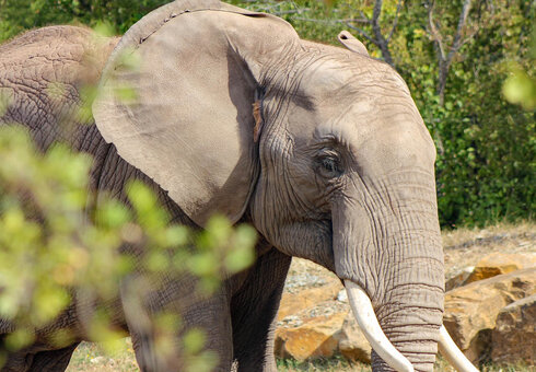 Elefant