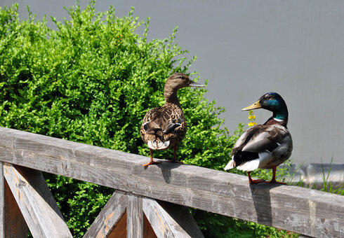 Enten vor dem Schloss