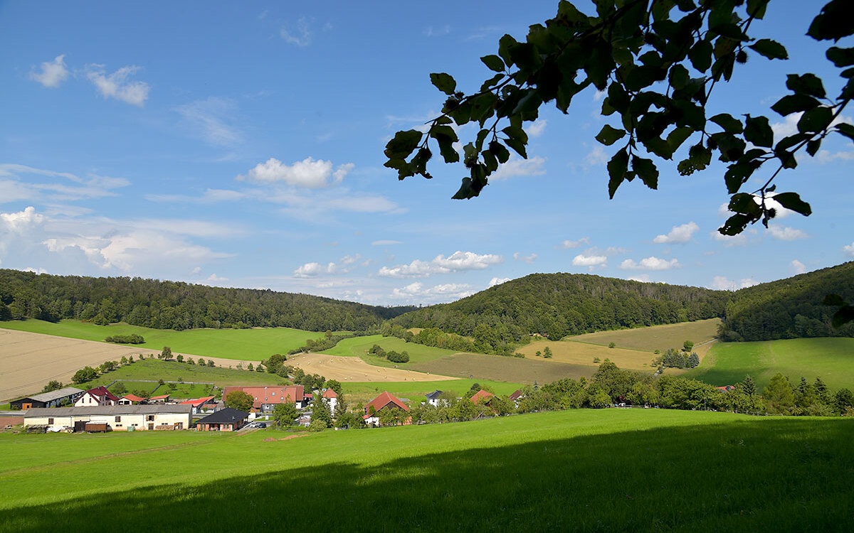 Sonnenblumen-Panorama