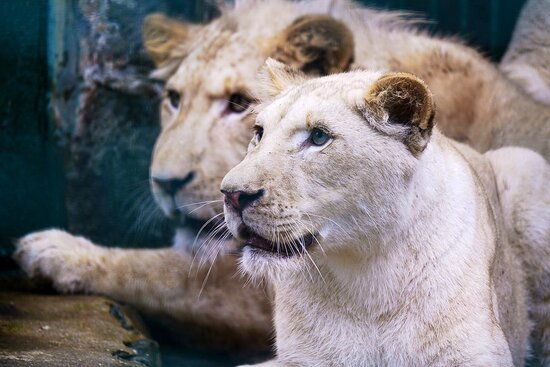 Löwen im Tierpark Gera