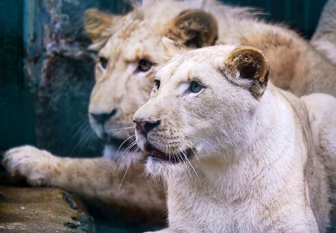 Löwen im Tierpark Gera