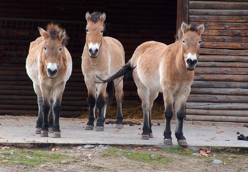 Wildpferde im Tierpark Gera