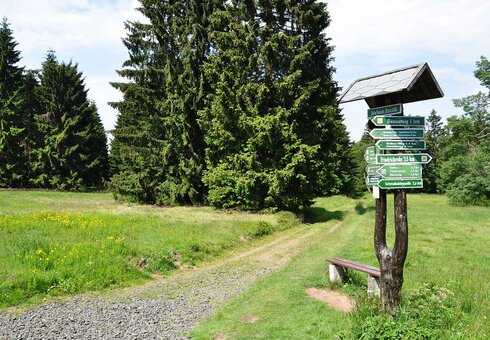 Natur neben der Tanzbuche