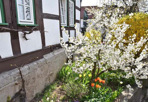 Blühender Baum im Frühling