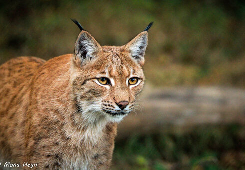Wildkatzendorf Hütscheroda