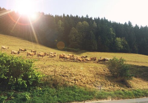 Landschaft direkt an der Pension