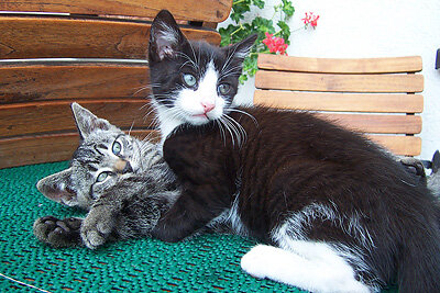 Katzenkinder