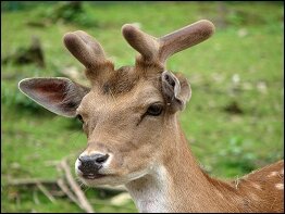 Tierpark Fasanerie