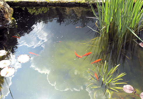 Teich mit Goldfischen auf dem Grundstück