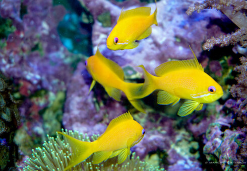 Erlebnispark Meeresaquarium