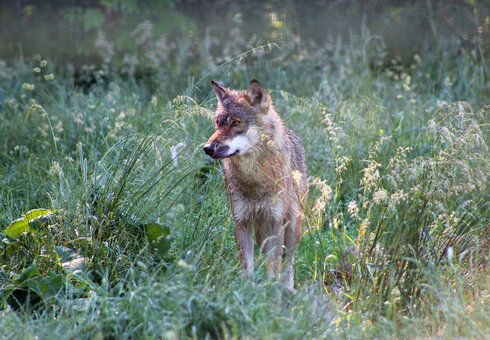 Wolf