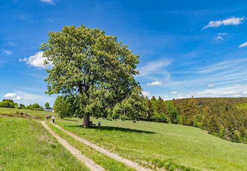 Der Echo-Baum