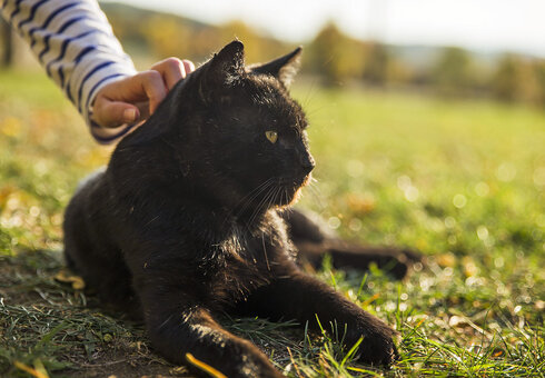 Katze streicheln