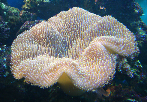 Erlebnispark Meeresaquarium