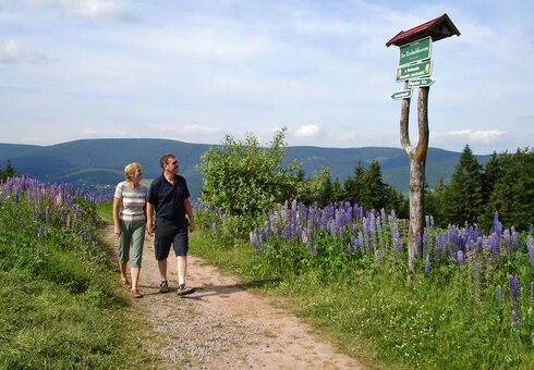 Wandern bei Goldlauter-Heidersbach