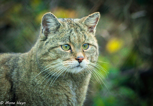 Wildkatzendorf Hütscheroda